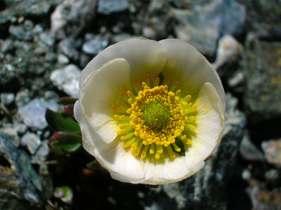 Famiglia RANUNCULACEAE